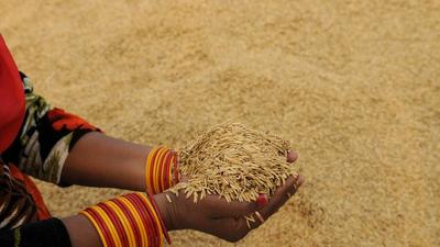 Rice exports grew 13.7% from $3,359 million in April-August 2020 to $3,820 million in April-August 2021, according to the data. (Representational picture) Rice exports grew 13.7% from $3,359 million in April-August 2020 to $3,820 million in April-August 2021, according to the data. (Representational picture)