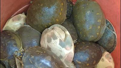 Turtles rescued by forest officials in Uttarakhand’s US Nagar. (HT PHOTO.)