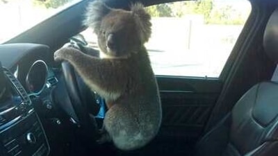 Australian Koala Foundation (AKF) chief said that land clearing is lethal to the koala population. (AP) Australian Koala Foundation (AKF) chief said that land clearing is lethal to the koala population. (AP)