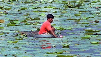 A farmer collects lotus flowers from a pond to keep in a cold storage for use in the forthcoming Durga Puja festival, at Ahmedpur in Birbhum district. (PTI) A farmer collects lotus flowers from a pond to keep in a cold storage for use in the forthcoming Durga Puja festival, at Ahmedpur in Birbhum district. (PTI)