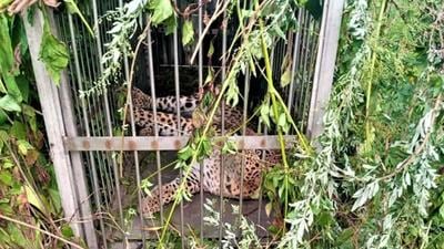 Leopard trapped in a cage by forest officials in Uttarakhand’s Pithoragarh district. (HT PHOTO.)