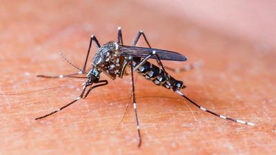 Mohali health department has increased surveillance and testing after finding 174 dengues cases in the district in last three weeks, (HT FILE/REPRESENTATIONAL IMAGE)