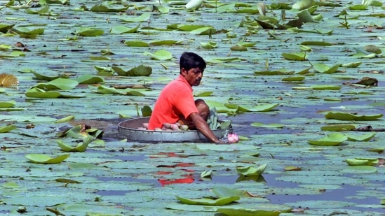A farmer collects lotus flowers from a pond to keep in a cold storage for use in the forthcoming Durga Puja festival, at Ahmedpur in Birbhum district.(PTI)