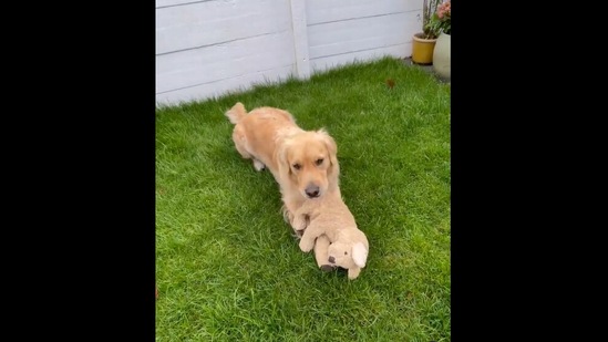 The video shows the bond between a doggo and his favourite toy called Fluffy. (Instagram/@barleyboy)