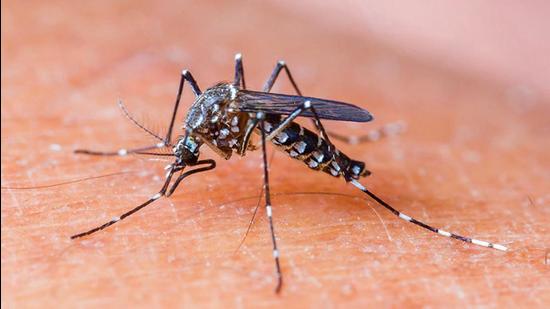 Mohali health department has increased surveillance and testing after finding 174 dengues cases in the district in last three weeks, (HT FILE/REPRESENTATIONAL IMAGE)