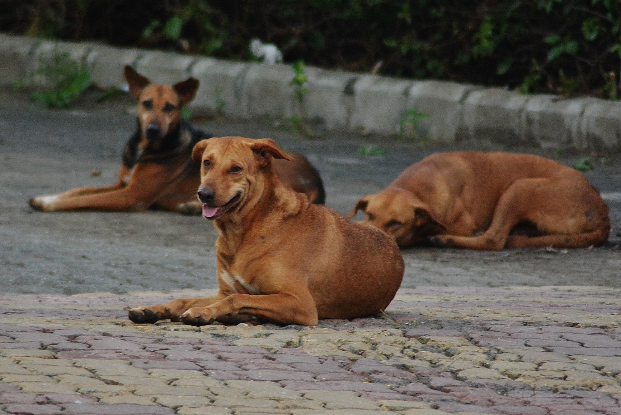 The World Health Organisation estimates that 36% of the world’s rabies deaths occur in India each year (HT PHOTO) The World Health Organisation estimates that 36% of the world’s rabies deaths occur in India each year (HT PHOTO)