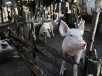On Monday, the authorities had declared the exotic pig breeding farm in Tripura's Kanchanpur the epicentre of the infection