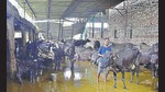 Wastewater from the clogged drain had also accumulated at the dairy farm in Ludhiana. (Gurpreet Singh/HT) Wastewater from the clogged drain had also accumulated at the dairy farm in Ludhiana. (Gurpreet Singh/HT)