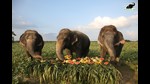 Elephants Chanchal, Bijli and Laxmi tucking in the delicious spread at the ‘Jumbo Feast’ at Wildlife SOS Elephant Conservation and Care Centre (ECCC) in Mathura . (Sourced) Elephants Chanchal, Bijli and Laxmi tucking in the delicious spread at the ‘Jumbo Feast’ at Wildlife SOS Elephant Conservation and Care Centre (ECCC) in Mathura . (Sourced)