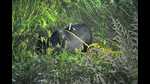 A Himalayan black bear was shot dead by Uttarakhand forest officials in Joshimath area of Chamoli district. (SOURCED.)