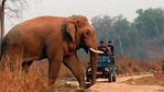 West Bengal for the first time will count big herbivores such as deer and elephants while undertaking the tiger census.(HT file photo) West Bengal for the first time will count big herbivores such as deer and elephants while undertaking the tiger census.(HT file photo)