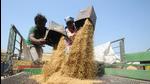 Several peasants have already reached the Ambala mandis with their loaded tractor- trailers. (Image for representational purpose) Several peasants have already reached the Ambala mandis with their loaded tractor- trailers. (Image for representational purpose)
