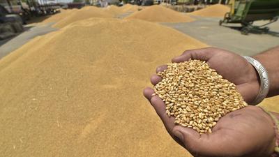 It is the first time a study has found arsenic in locally grown food items – rice, wheat and potato – even though the presence of the chemical in groundwater was known for years. (File photo) It is the first time a study has found arsenic in locally grown food items – rice, wheat and potato – even though the presence of the chemical in groundwater was known for years. (File photo)