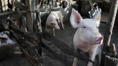 Culling has started within a one kilometre radius since September 18 at the Exotic Pig Breeding Farm in Kanchanpur sub division of Tripura’s North district. So far, 28 pigs have been culled. The number is expected to increase on Wednesday. (REUTERS PHOTO.) Culling has started within a one kilometre radius since September 18 at the Exotic Pig Breeding Farm in Kanchanpur sub division of Tripura’s North district. So far, 28 pigs have been culled. The number is expected to increase on Wednesday. (REUTERS PHOTO.)