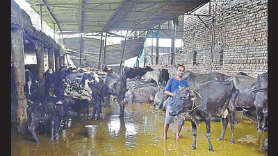 Wastewater from the clogged drain had also accumulated at the dairy farm in Ludhiana. (Gurpreet Singh/HT) Wastewater from the clogged drain had also accumulated at the dairy farm in Ludhiana. (Gurpreet Singh/HT)