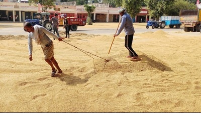 Mandi officials said there were some loopholes and traders, with the help of farmers, took advantage causing loss to the government with fake or bogus procurement. (HT Photo) Mandi officials said there were some loopholes and traders, with the help of farmers, took advantage causing loss to the government with fake or bogus procurement. (HT Photo)