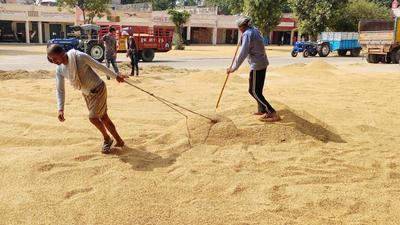 Mohali DC Isha Kalia asked agriculture and mandi board officials to gear up for the upcoming paddy procurement season so that farmers could be facilitated in the grain markets during the entire operation. (HT FILE PHOTO)