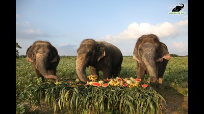 Elephants Chanchal, Bijli and Laxmi tucking in the delicious spread at the ‘Jumbo Feast’ at Wildlife SOS Elephant Conservation and Care Centre (ECCC) in Mathura . (Sourced)