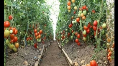 The horticulture department has examined various crop insurance schemes covering horticultural crops and felt the need of a new scheme to cover crop loss due to natural calamities and adverse weather conditions. (HT Photo)