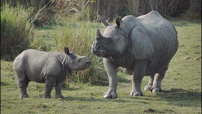 Despite the international ban on rhino horn trade since 1977, extensive illegal trade persists through Asia (AP) Despite the international ban on rhino horn trade since 1977, extensive illegal trade persists through Asia (AP)