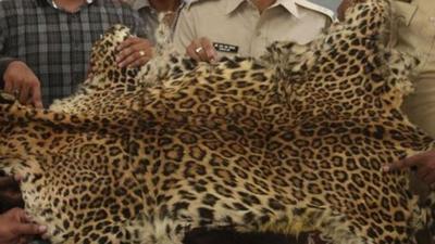 Madhya Pradesh has the highest number of leopards in the country and a report on status of leopards in India puts the number at 3,421. (HT Photo/Representative use) Madhya Pradesh has the highest number of leopards in the country and a report on status of leopards in India puts the number at 3,421. (HT Photo/Representative use)