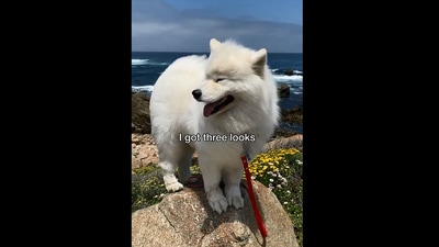The image shows a dog named Boomer. (Instagram/@boomer_the_landcloud)