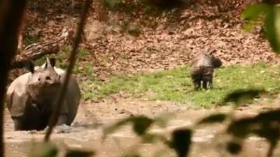 Mama rhino protecting her baby. (Twitter/@kaziranga_)