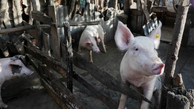 On Monday, the authorities had declared the exotic pig breeding farm in Tripura's Kanchanpur the epicentre of the infection (REUTERS)