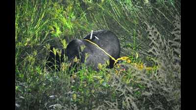 A Himalayan black bear was shot dead by Uttarakhand forest officials in Joshimath area of Chamoli district. (SOURCED.) A Himalayan black bear was shot dead by Uttarakhand forest officials in Joshimath area of Chamoli district. (SOURCED.)