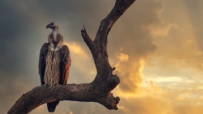 Kaziranga is known for having the world’s largest population of the Great Indian One-horned Rhinoceros, Wild Asiatic Water Buffalo and Eastern Swamp Deer. (Unsplash)
