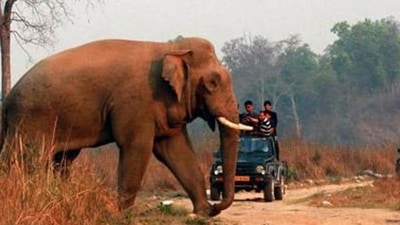 West Bengal for the first time will count big herbivores such as deer and elephants while undertaking the tiger census. (HT file photo) West Bengal for the first time will count big herbivores such as deer and elephants while undertaking the tiger census. (HT file photo)