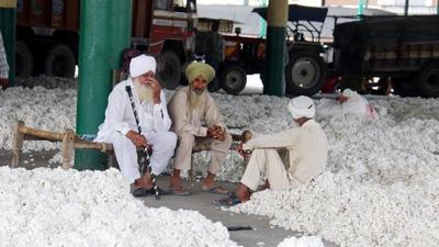 About 80,000 quintal cotton crop has been purchased at various mandis in Punjab. (HT Photo) About 80,000 quintal cotton crop has been purchased at various mandis in Punjab. (HT Photo)