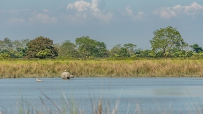 Kaziranga National Park is home to the highest density of tigers among protected areas in the world. (Unsplash)
