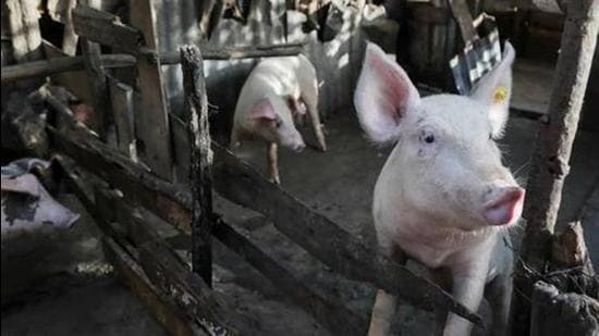 Culling has started within a one kilometre radius since September 18 at the Exotic Pig Breeding Farm in Kanchanpur sub division of Tripura’s North district. So far, 28 pigs have been culled. The number is expected to increase on Wednesday. (REUTERS PHOTO.) Culling has started within a one kilometre radius since September 18 at the Exotic Pig Breeding Farm in Kanchanpur sub division of Tripura’s North district. So far, 28 pigs have been culled. The number is expected to increase on Wednesday. (REUTERS PHOTO.)