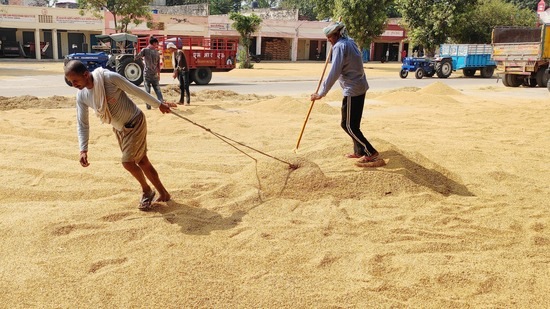 Mandi officials said there were some loopholes and traders, with the help of farmers, took advantage causing loss to the government with fake or bogus procurement. (HT Photo)
