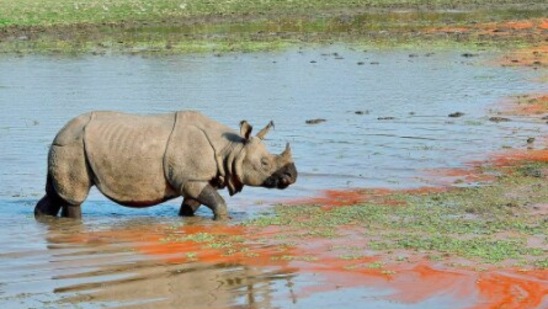 Going back to the history of the place, Lord Curzon's wife Mary Curzon, in 1904 persuaded him to take charge of protecting the rhinos in the region.(Instagram/@safique.hazarika)