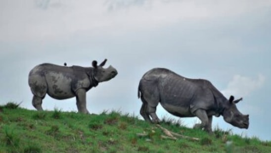 The grasslands of Kaziranga are very similar to the famous African grassland.(Instagram/@kaziranga_archives)