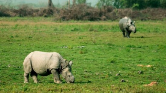 The park is also home to a variety of migratory birds and has been identified as an Important Bird Area by Birdlife International.(Instagram/@yogesh_the_artist)