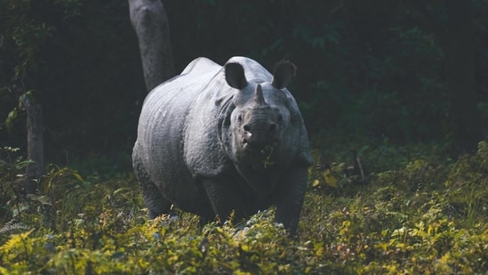 The Kaziranga National Park in Assam is home to the threatened one-horned Rhino. The park is a UNESCO World Heritage Site. Here are a few fascinating facts about Kaziranga National Park you probably didn't know about.(Unsplash)