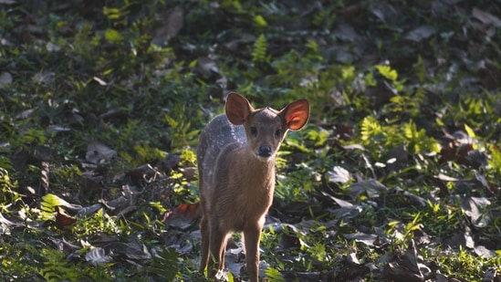 Kaziranga is known for having the world’s largest population of the Great Indian One-horned Rhinoceros, Wild Asiatic Water Buffalo and Eastern Swamp Deer. The park is also home to various species of large cats, such as leopards and Royal Bengal Tigers.(Unsplash)