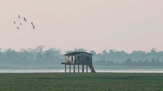 Apart from the one-horned rhino, the park is inhabited by two of the largest snakes in the world, the Reticulated Python and Rock Python as well as the longest venomous snake in the world, King Cobra.(Unsplash)