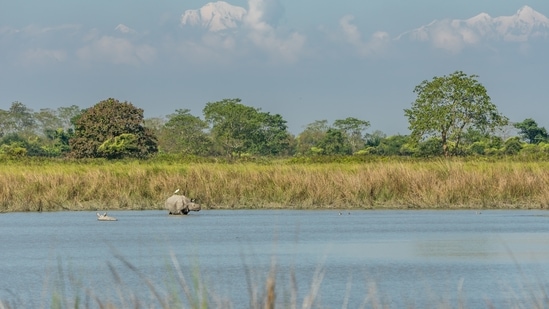 Kaziranga National Park is home to the highest density of tigers among protected areas in the world.(Unsplash)