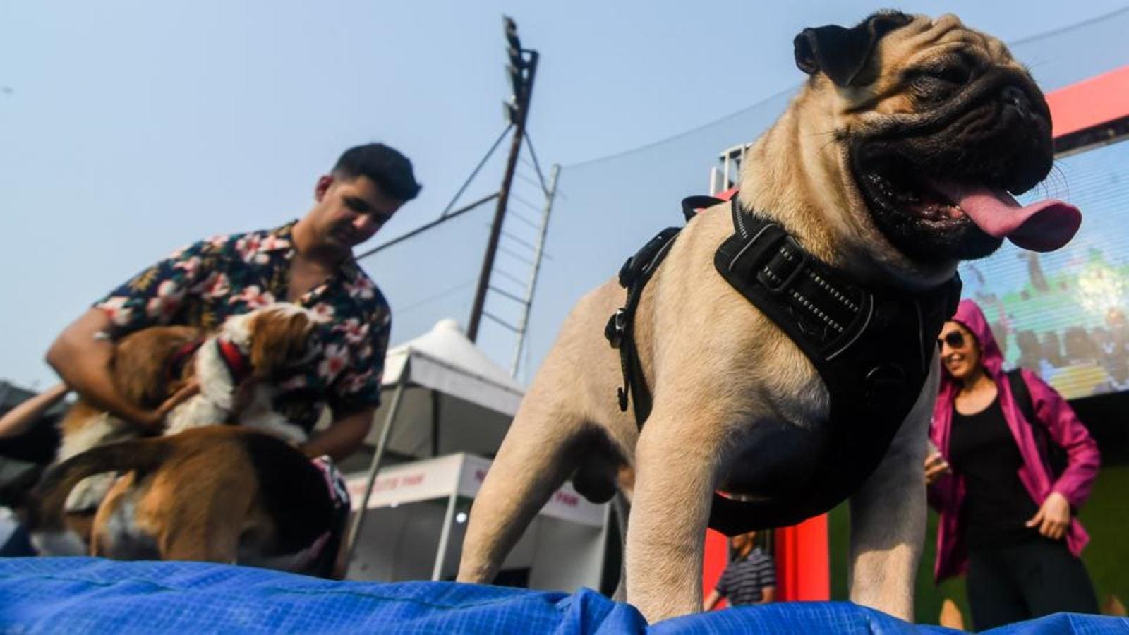 Remove pet’s poop from public place or pay ₹1k fine Jabalpur administration Hindustan Times