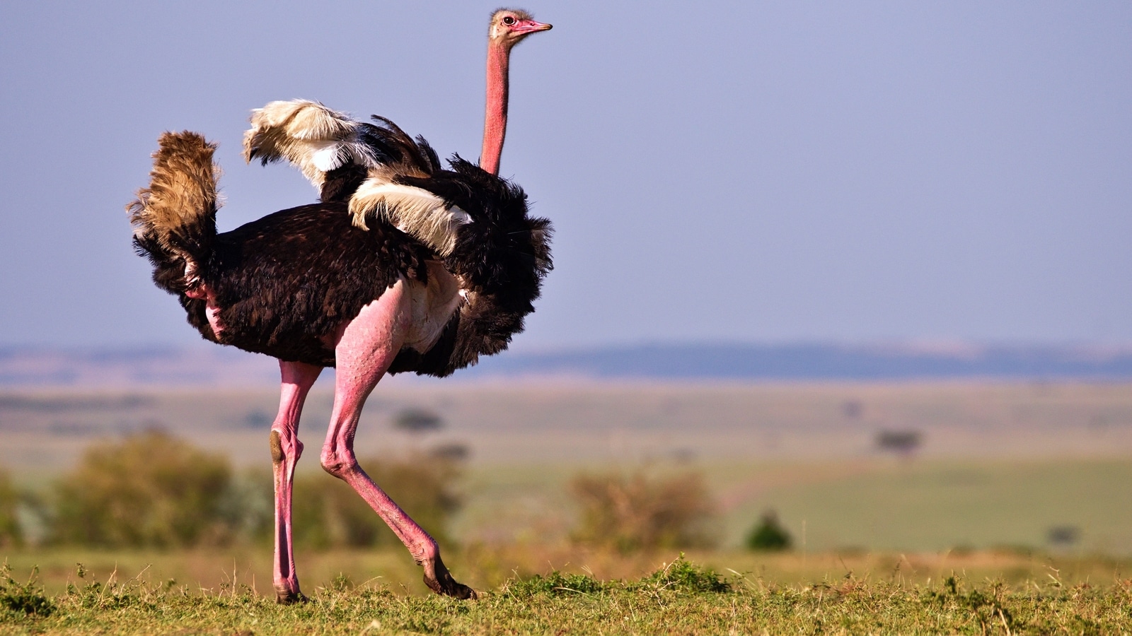 Delhi zoo plans to get female ostrich from Southern India | Travel ...