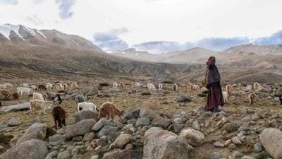 A Changpa nomad shepherd pastures pashmina goats near Korzok village, in the Leh district of Ladakh on August 29, 2019. (File photo) A Changpa nomad shepherd pastures pashmina goats near Korzok village, in the Leh district of Ladakh on August 29, 2019. (File photo)