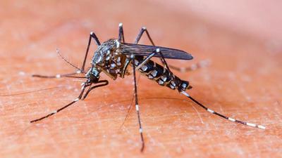 The count of suspected dengue cases in Ludhiana currently stands at 1,158. (HT FILE)