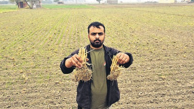 A farmer holds up remnants of stubble left in the field after using the Pusa decomposer at village Jhuljhuli near Najafgarh in New Delhi on November 24, 2020. (HT archive) A farmer holds up remnants of stubble left in the field after using the Pusa decomposer at village Jhuljhuli near Najafgarh in New Delhi on November 24, 2020. (HT archive)