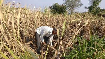 Niraj, sub-divisional magistrate of Naraingarh, said that the diversion order has been scrapped and the mill will function properly for the crushing season. (Representative image/REUTERS) Niraj, sub-divisional magistrate of Naraingarh, said that the diversion order has been scrapped and the mill will function properly for the crushing season. (Representative image/REUTERS)