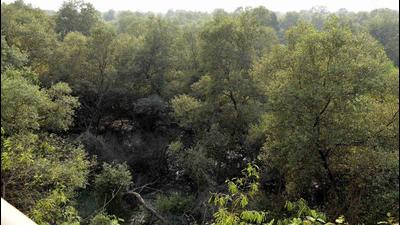 After being registered in 2015 with a corpus fund of ₹115.7 crore, the Mangrove Foundation’s capital has increased over the years to ₹525 crore at the end of March 2021, with mitigation costs from projects like Coastal Road, Trans Harbour Link and Bullet train contributing large sums. However, the majority of this money remains unspent due to the foundation’s decision to use only the interest accrued to carry out its activities. (Hindustan Times) After being registered in 2015 with a corpus fund of ₹115.7 crore, the Mangrove Foundation’s capital has increased over the years to ₹525 crore at the end of March 2021, with mitigation costs from projects like Coastal Road, Trans Harbour Link and Bullet train contributing large sums. However, the majority of this money remains unspent due to the foundation’s decision to use only the interest accrued to carry out its activities. (Hindustan Times)