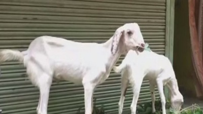 Image for representation. (ANI) Image for representation. (ANI)